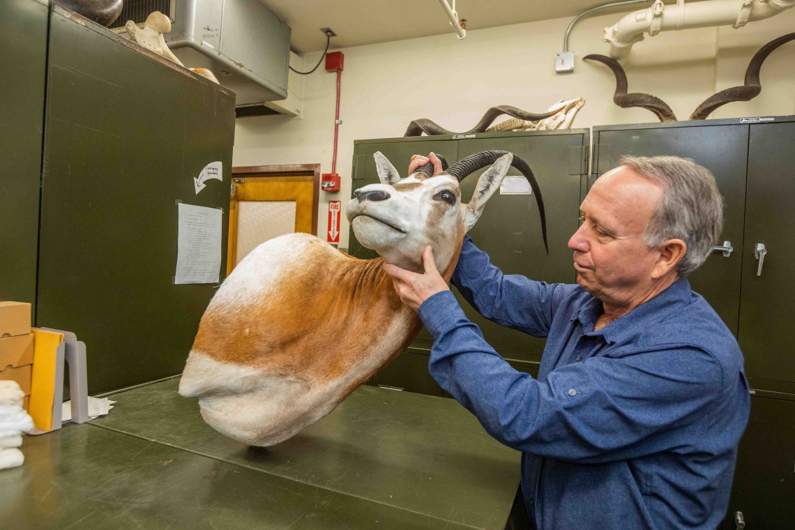 Man inspects taxidermy of a horned animal 