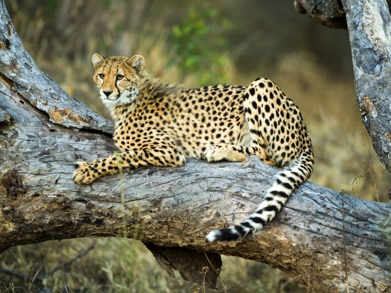 Cheetah on tree branch