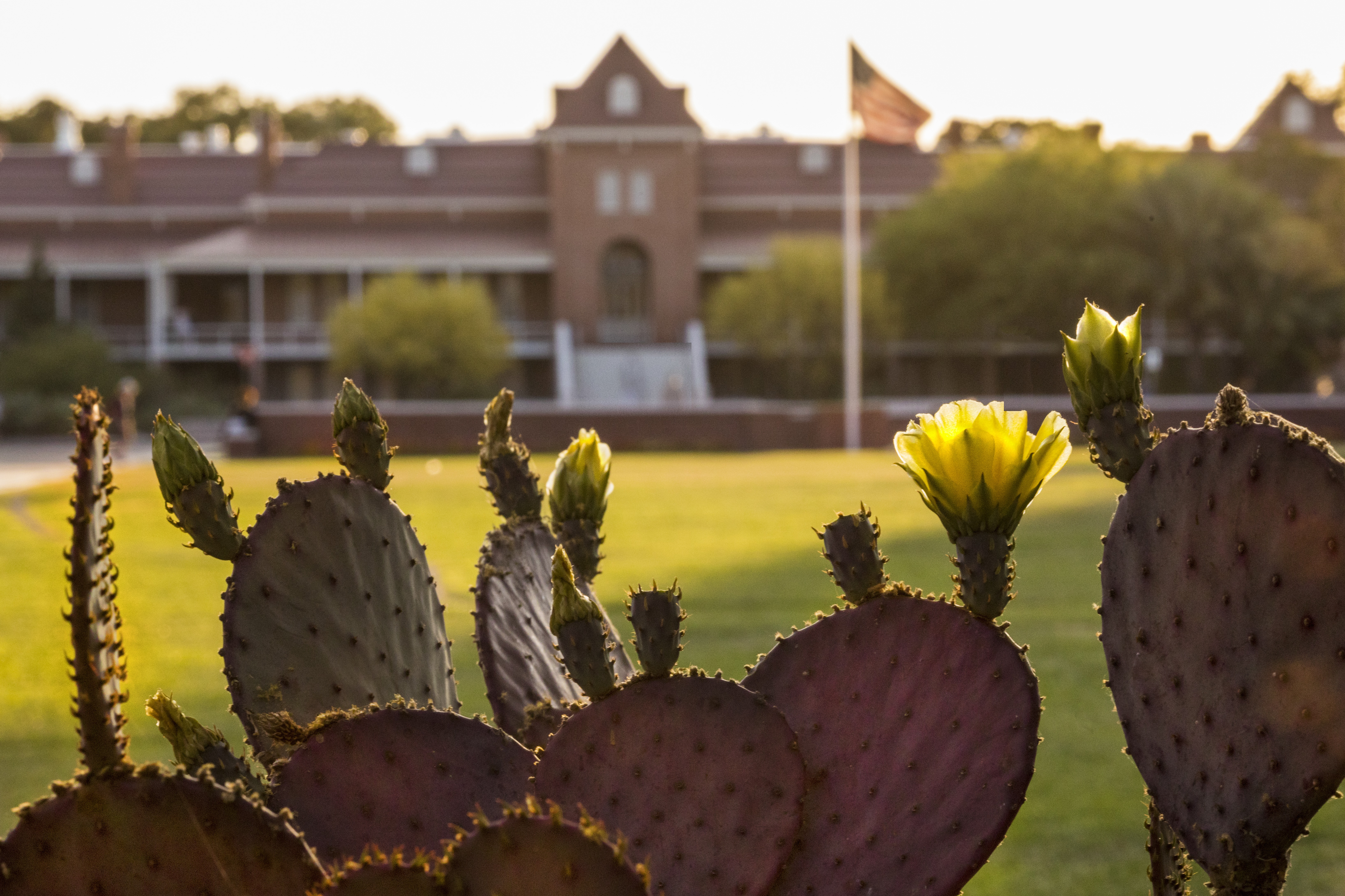 Cactus in foreground with Old Main in background