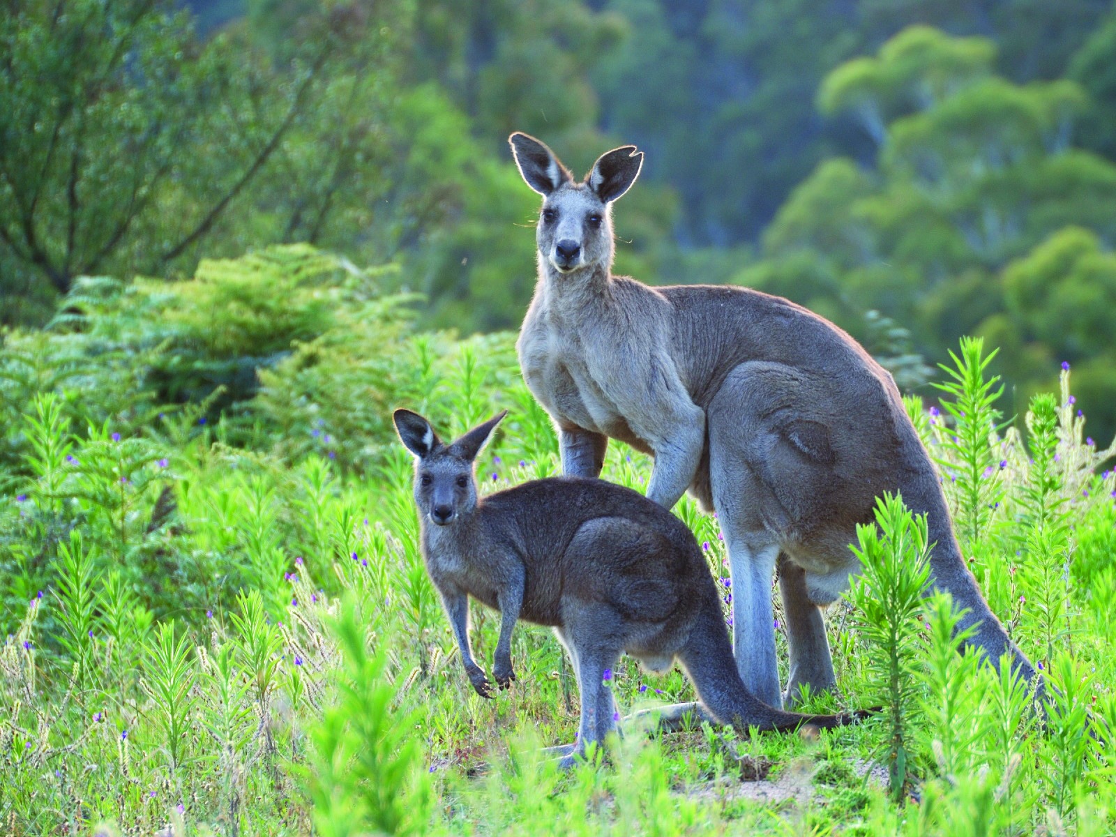 Two kangaroos in nature