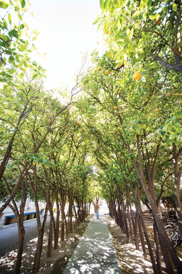 A photograph of a walkway on campus surrounded by fruit trees